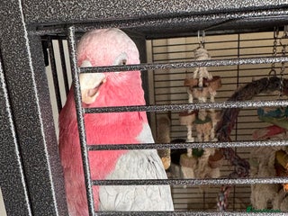 Cockatoo birds - Advert 5