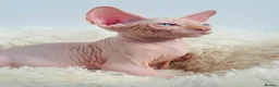 Sphynx cats for sale: Last 2 Beautiful Sphynx Boys Available 💙💚 - Advert 3