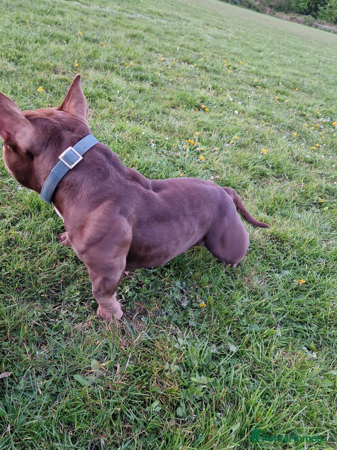 Mixed Breed dogs for sale: Nano bully  - Advert 2