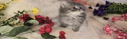 Persian cats for sale: Beautiful Persian babies ready now   - Advert 23