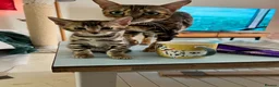 Bengal cats for sale: Brown Bengal Boy (last one) - Advert 15