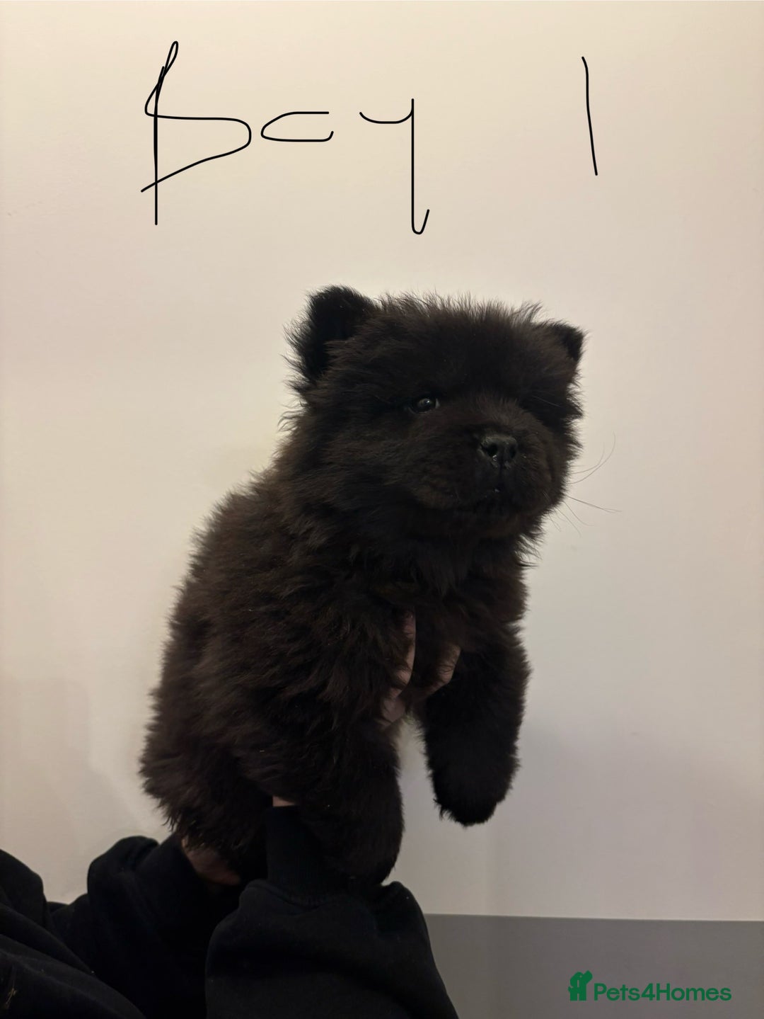 Chow Chow dogs for sale:  🐾 Exclusive Chow Chow Puppies  - Advert 7