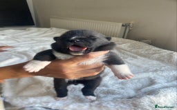 Akita dogs for sale: Akita puppies  - Image 3