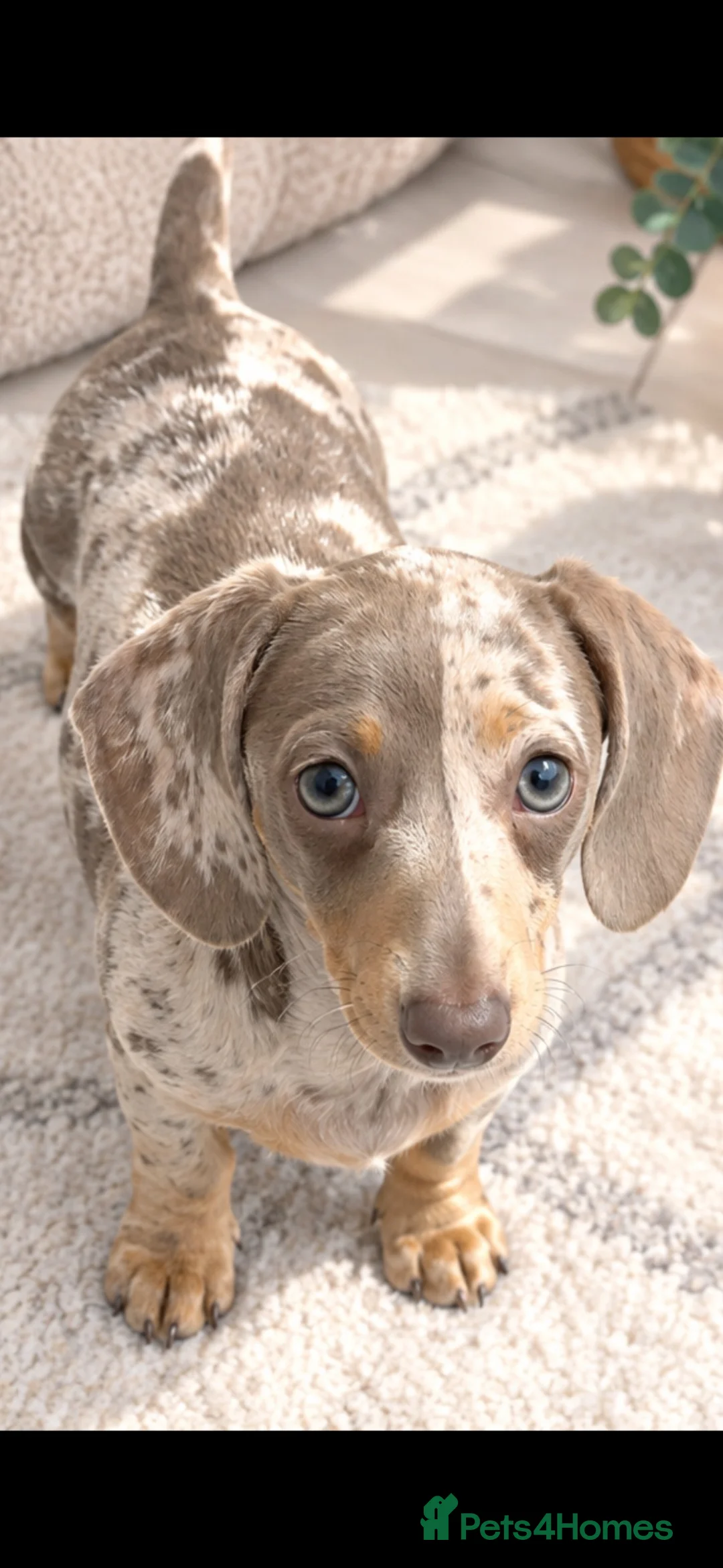 Miniature Dachshund dogs for sale: Isabella dapple miniature dachshund  - Advert 2