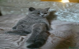 British Shorthair cats for sale: GORGEOUS British Shorthair Kittens - Image 25