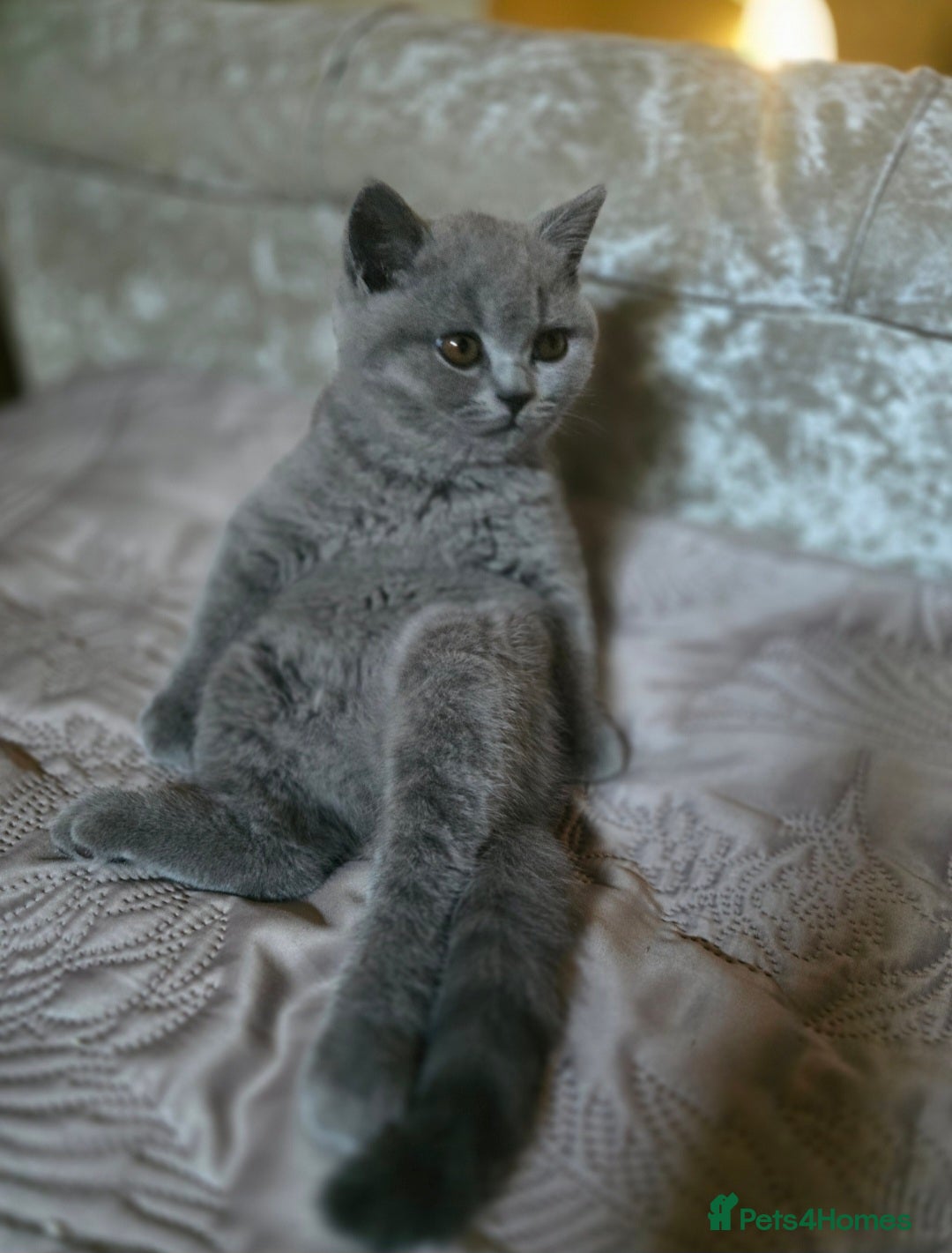 British Shorthair cats for sale: GORGEOUS British Shorthair Kittens - Image 25