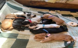 Cocker Spaniel dogs for sale: Cocker spaniel puppies  - Image 11