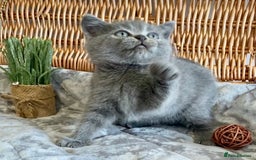 British Shorthair cats for sale: (READY NOW)EXCEPTIONAL PURE BREED BSH - Image 13