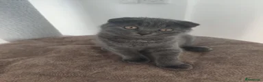 Scottish Fold 1