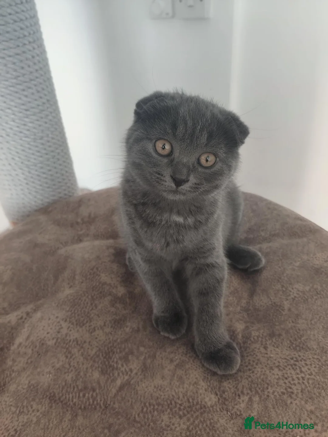 Scottish Fold cats for sale: Scottish fold blue  - Advert 2