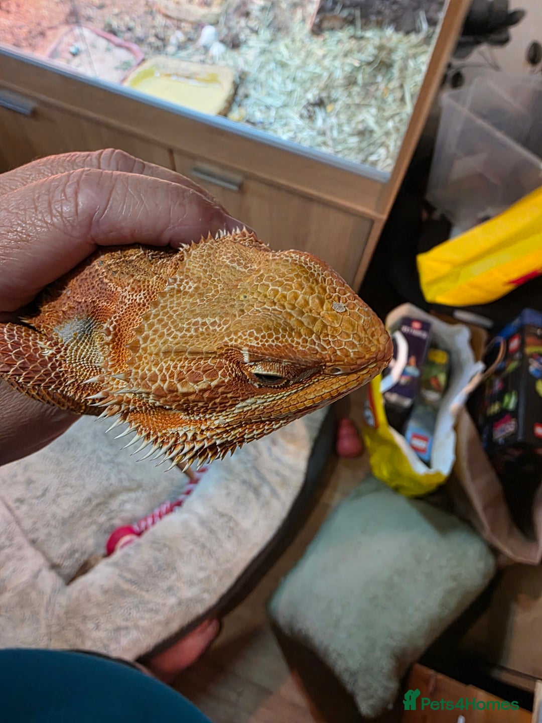 Bearded Dragon reptiles for sale: Hypo Red leatherback bearded dragon for rehoming - Image 6