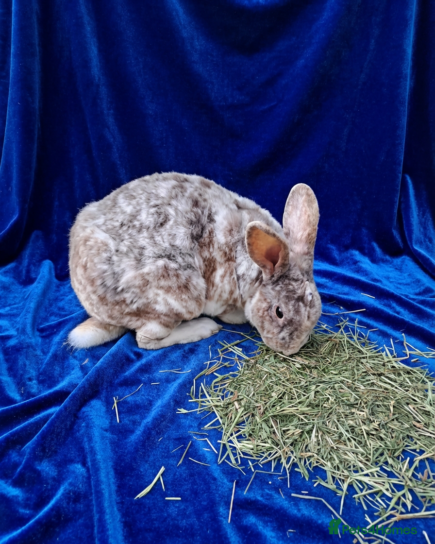 Rex rabbits Rex rabbits ready to reserve - Advert 2