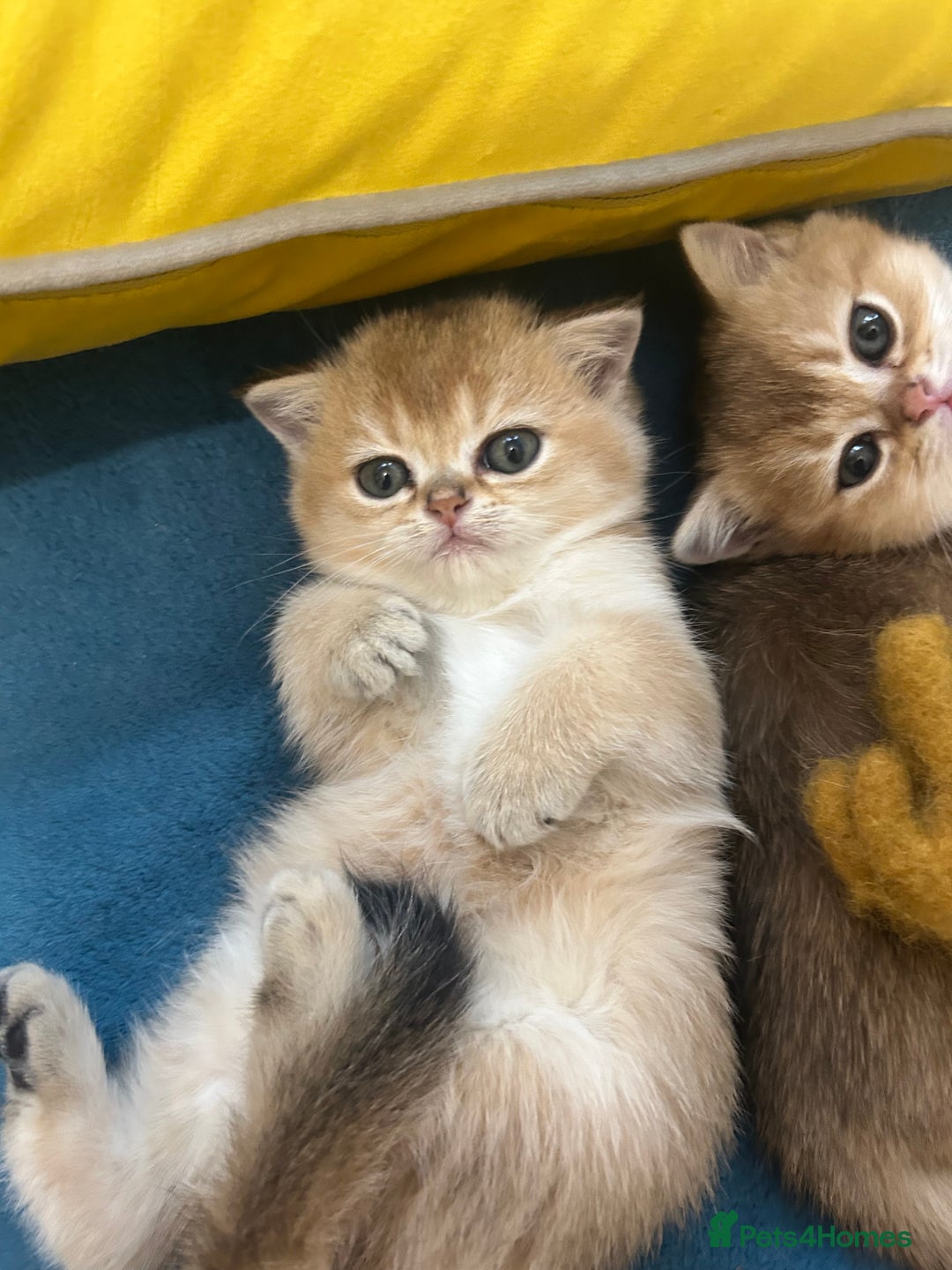 Scottish Fold cats for sale: Gold chinchilla baby’s available  - Advert 25