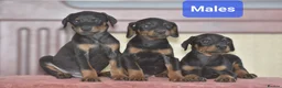 Dobermann dogs for sale: Excellent dobermann puppies  - Advert 5