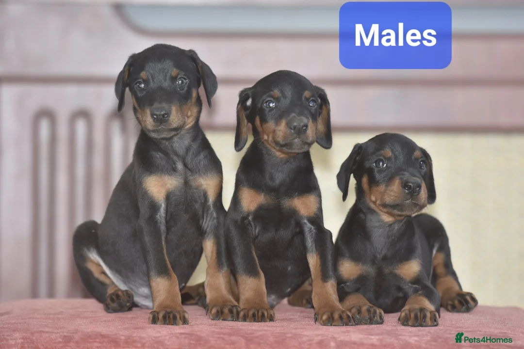 Dobermann dogs for sale: Excellent dobermann puppies  - Advert 5