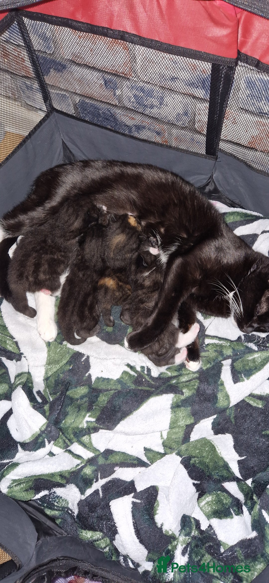 Mixed Breed cats for sale: Three beautiful male kittens available - Advert 5