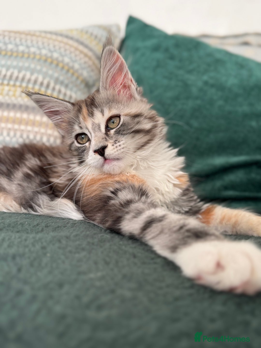 Maine Coon cats for sale: Gorgeous Mainecoon kitten Xl - Advert 2