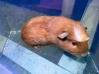 Guinea Pig rodents Some Ready to leave - Male Guinea pigs - Advert 14