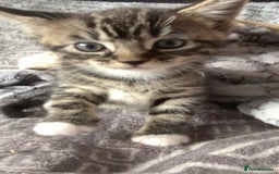 Mixed Breed cats for sale: 2 male kittens for sale  - Image 8