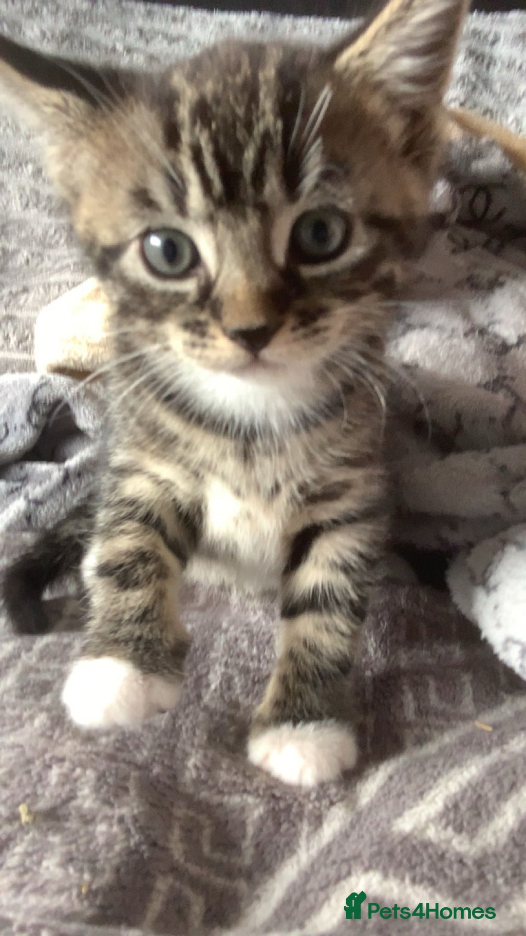 Mixed Breed cats for sale: 2 male kittens for sale  - Image 8