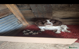 Sprocker dogs for sale: 4 beautiful sprocker pups  - Image 2