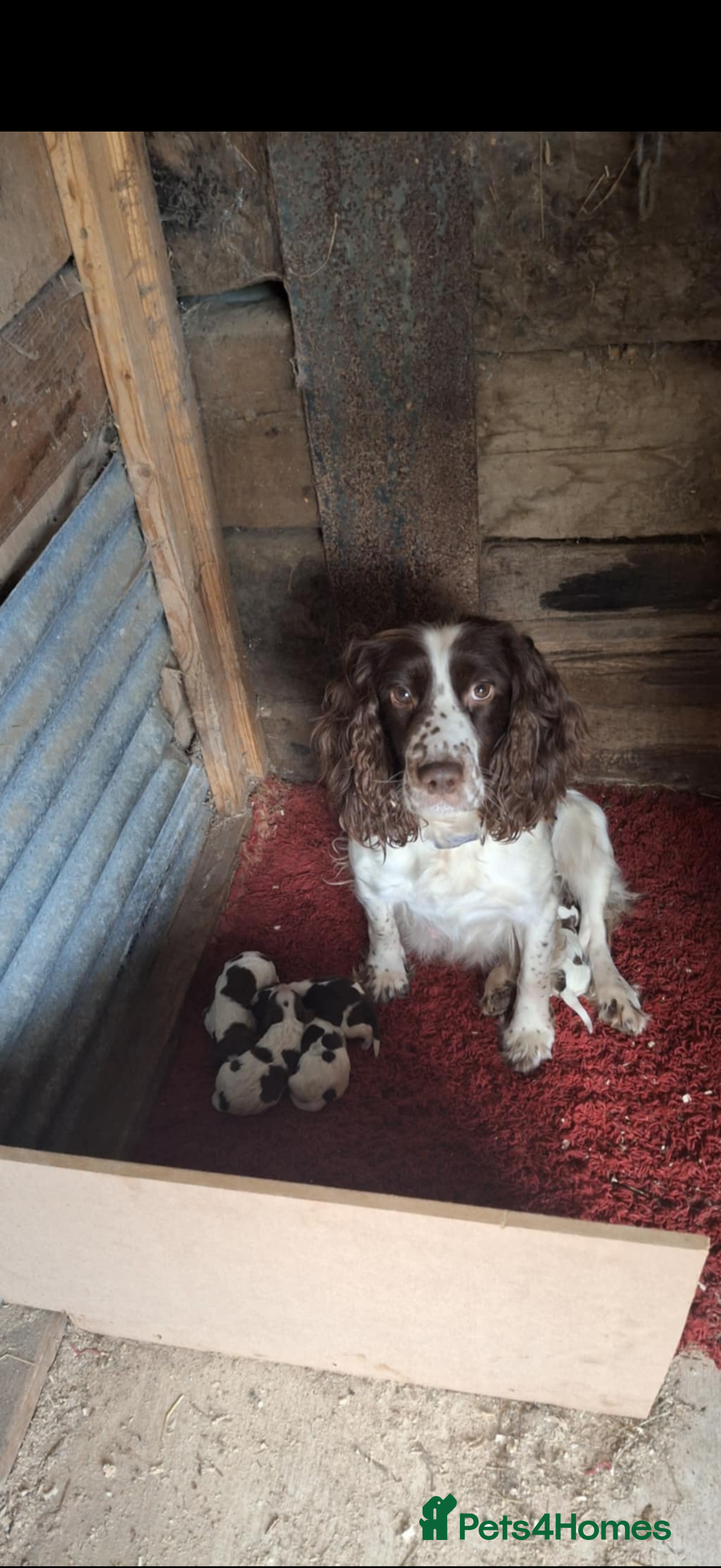 Sprocker dogs for sale: 4 beautiful sprocker pups  - Image 2