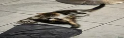 Mixed Breed cats for sale: Beautiful kitties  - Advert 12