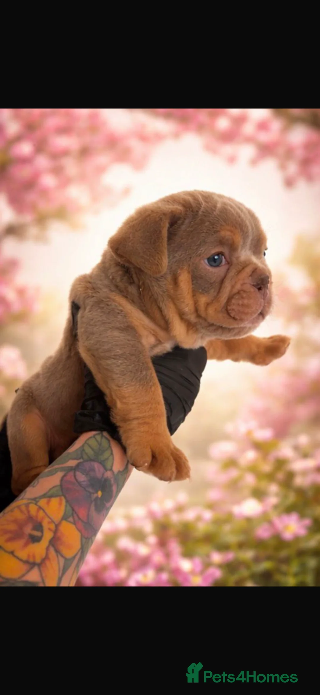 English Bulldog dogs for sale: English bulldog 10 weeks old puppy  - Advert 5