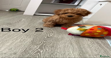 Cavapoo dogs - Advert 5