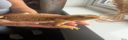 Bearded Dragon reptiles for sale: Bearded Dragon  - Advert 1