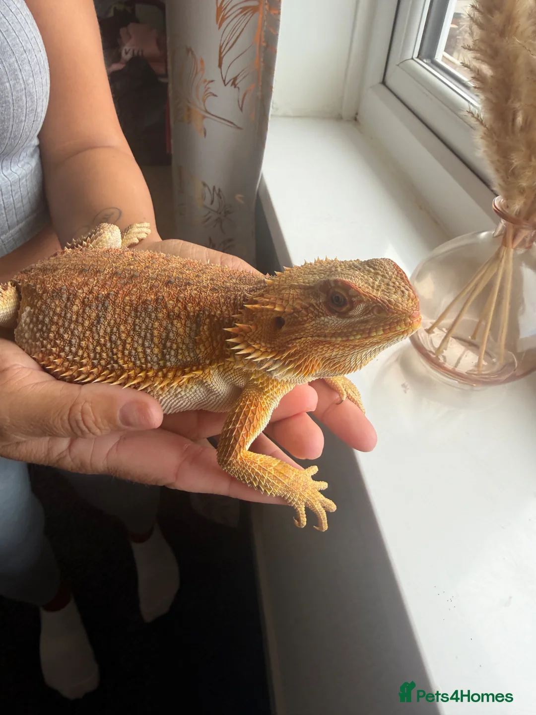 Bearded Dragon reptiles for sale: Bearded Dragon  - Advert 1