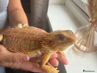 Bearded Dragon reptiles Bearded Dragon - Advert 2