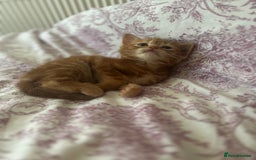 Mixed Breed cats for sale: 3 beautiful kittens for sale  - Image 3