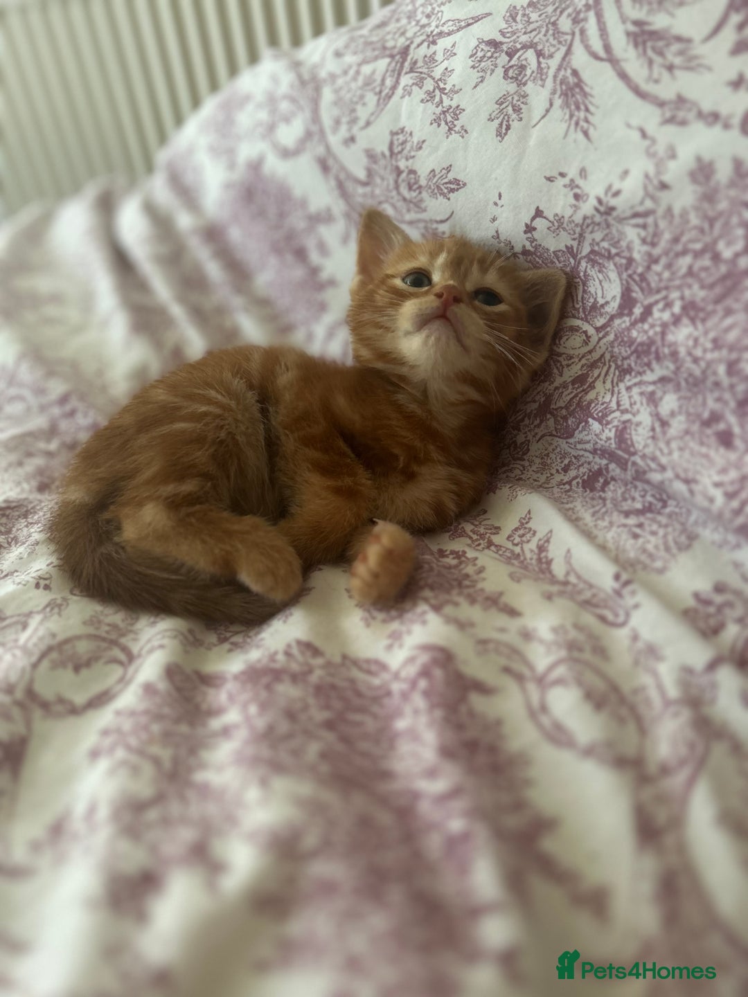 Mixed Breed cats for sale: 3 beautiful kittens for sale  - Image 3