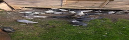 Pigeons birds for sale: Pigeons Mixed Variety  - Advert 16