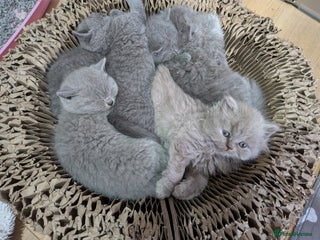 British Shorthair cats Beautiful British Shorthair kittens GCCF reg - Advert 16