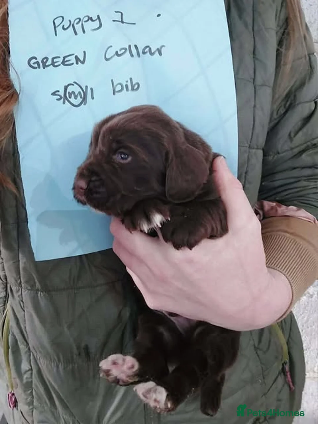 Sprocker dogs for sale: Sprocker ( Springer x Cocker ) pups for sale - Advert 12