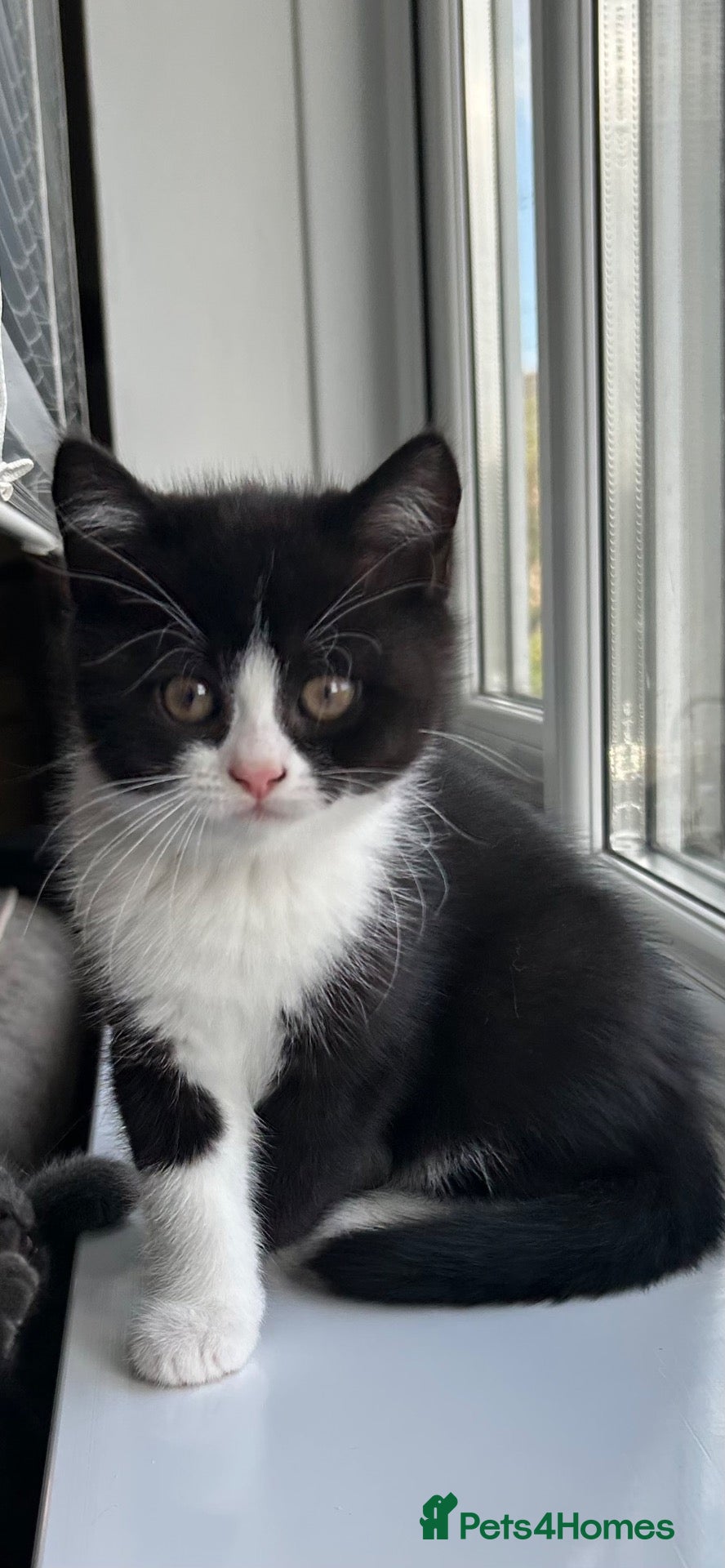 British Shorthair cats 💥READY NOW 💥 LAST 2 BSH KITTENS - Advert 2