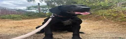 Mixed Breed dogs for sale: Beautiful German Shorthair Pointer x Black Lab in Warwick - Advert 1