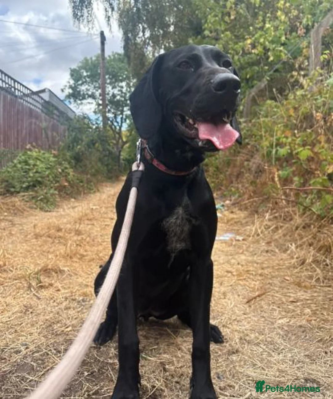 Mixed Breed dogs for sale: Beautiful German Shorthair Pointer x Black Lab in Warwick - Advert 1