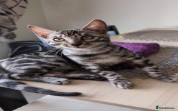 Bengal cats for sale: TICA REG 💕 2 Beautiful bengal boys  - Image 15