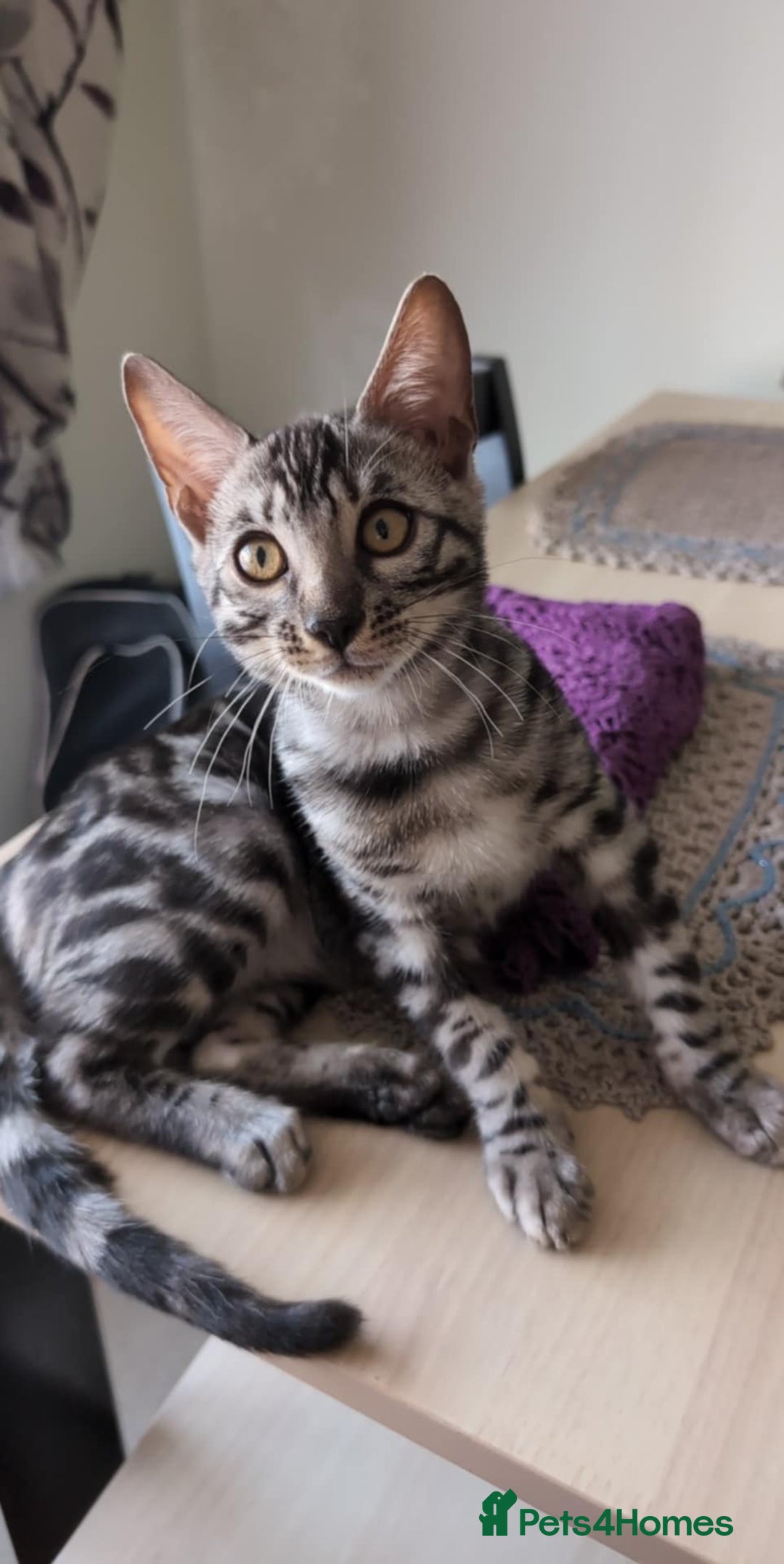 Bengal cats for sale: TICA REG 💕 2 Beautiful bengal boys  - Image 15