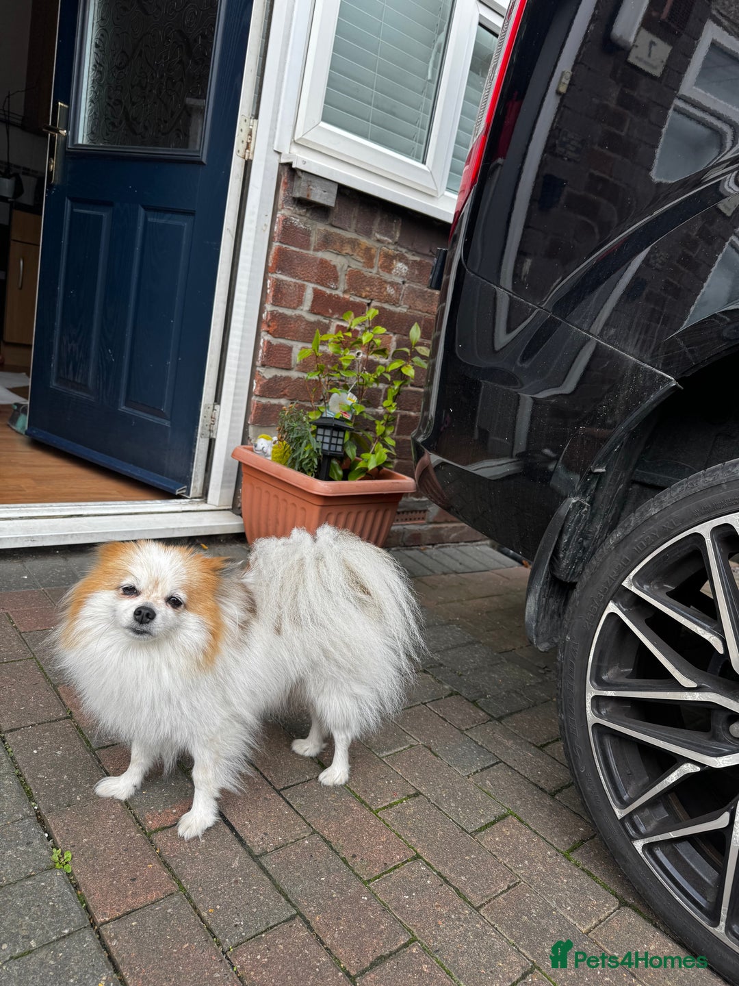 Pomeranian dogs for sale: 1 BOY 1 GIRL POMERANIAN PUPPIES AVAILABLE  - Image 6