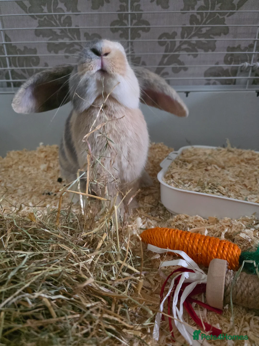 Mini Lop rabbits for sale: Female  in Nottingham - Advert 3
