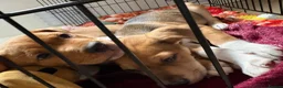 Mixed Breed dogs for sale: 2 girl pups  in Nuneaton - Advert 3