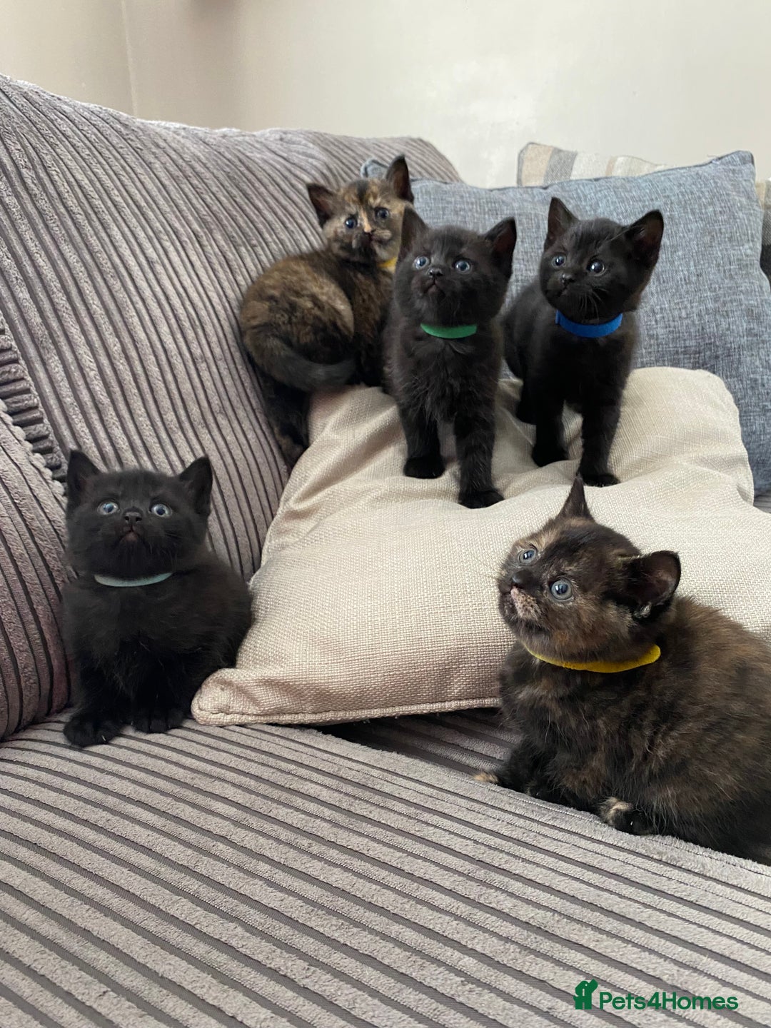 Mixed Breed cats for sale: British short hair cross - Image 1