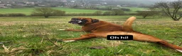 Boxer dogs for stud: First time stud, Bruce in Coulsdon - Advert 12