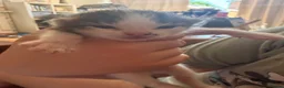 Mixed Breed cats for sale: Sphynx cross kittens  - Advert 5
