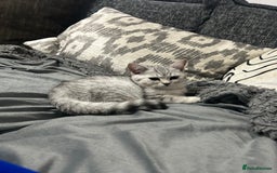 Scottish Fold cats for sale:  BEAUTIFUL female kitten🩷 - Image 7