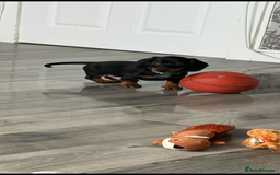Dachshund dogs for sale: Dachshund boy  - Image 1